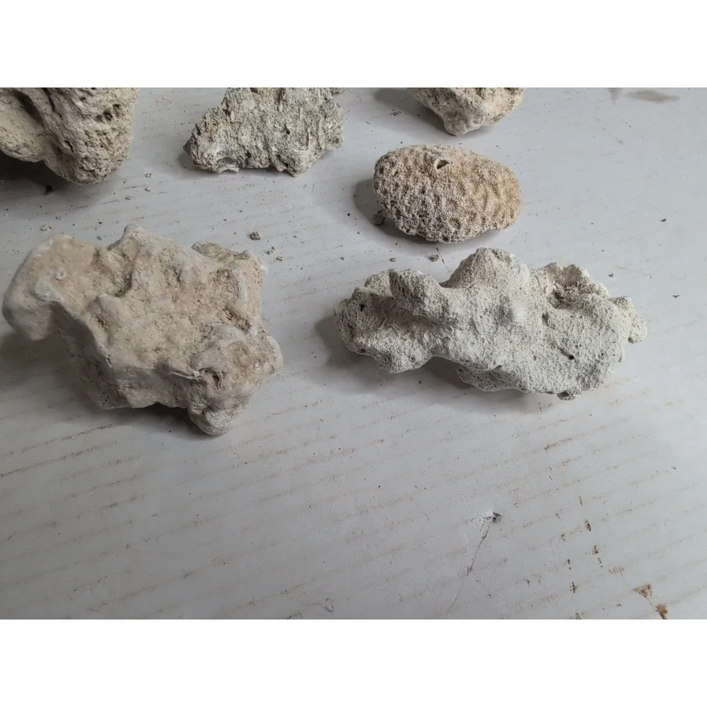 Mixed Lot Of 12 Coral Skeleton And Aquarium Seashell Pieces